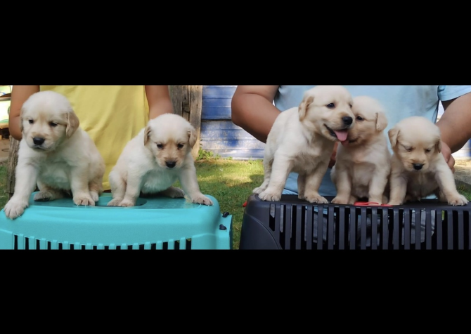 Baby face Golden Retriever